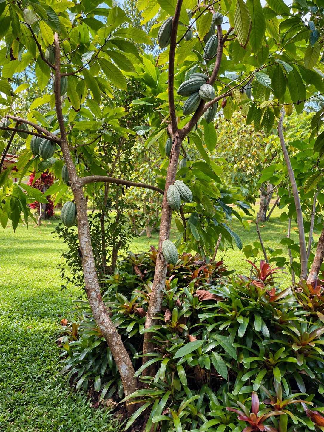 Arbori de cacao cu fructe verzi, printre frunze