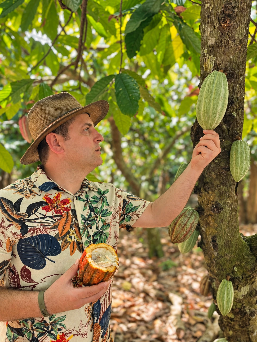 Descoperirea unui fruct de cacao pe arbore