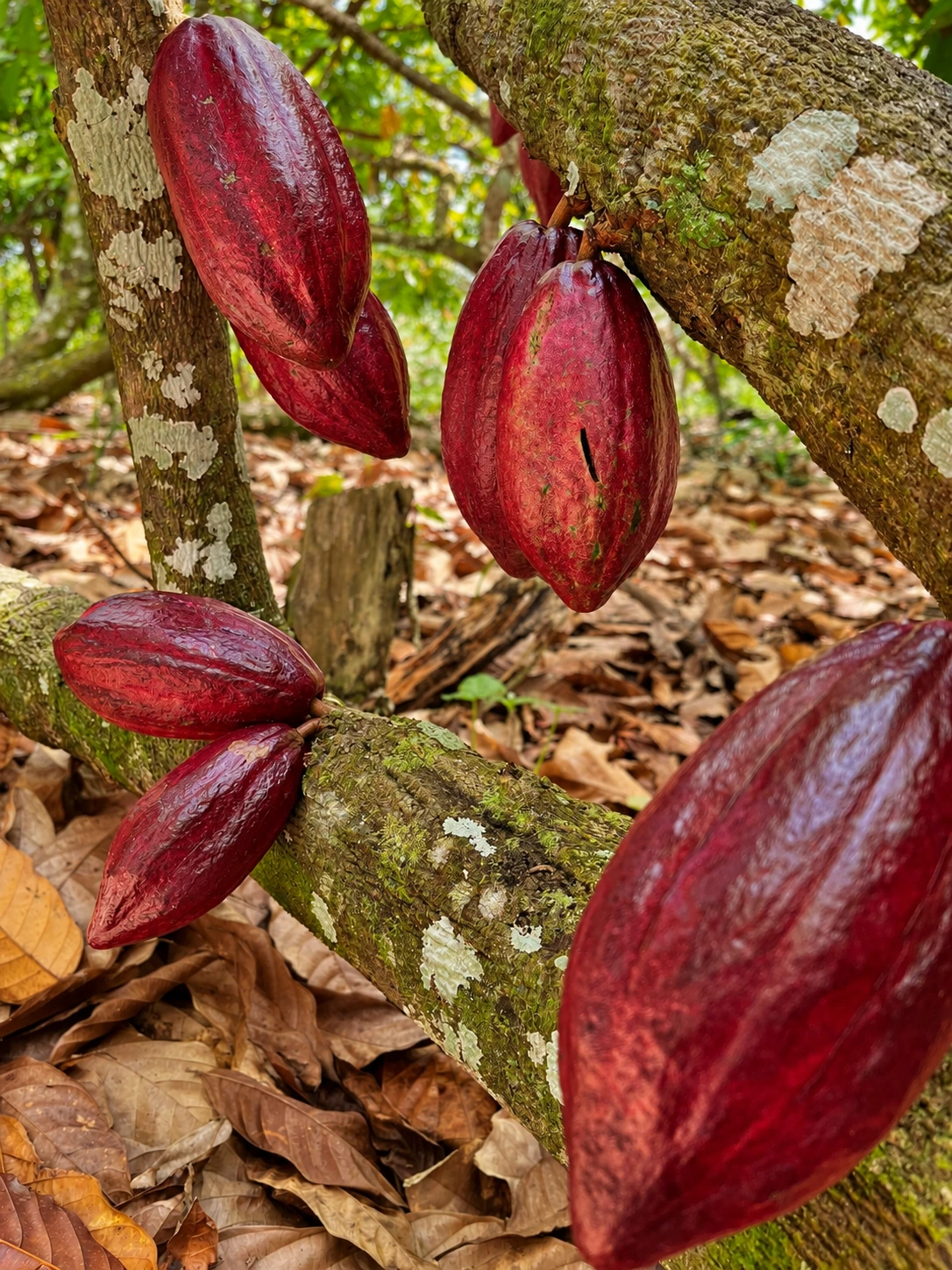 Fructe roșii de cacao, fotografiate de aproape